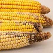 Several ears of moldy corn intended for cow feed