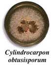 Cylindrocarpon mold growing in a petri dish