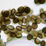 A microscopic view of Arthrinium mold