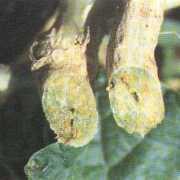 Cross section of plant with riddled with Fusarium mold