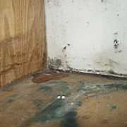 pages-images-morestachy.jpg Black mold growing in a home