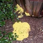 Slime mold growing around a tree