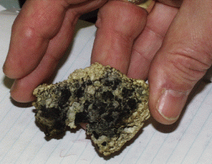 Stachybotrys mold example