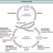 FungalLifeCycle Drawing of Fungi Life Cycle
