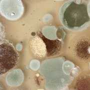 Closeup of petri dish growing several different mold species