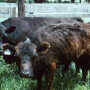 Cattle sick from fescue toxicity
