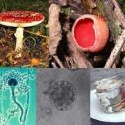 Composite of five different mold species Composite of five different mold species