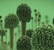 Videos providing introduction to fungi Image showing magnification of mold