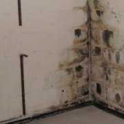 Black mold on basement walls