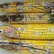 corn-mold Four ears of moldy corn with three kinds of mold