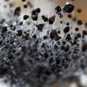 mold-spores-2 Enlargement of black mold spores