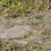 snow-mold Snow mold on grass