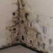 Black mold in the corner of a wet basement