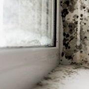 Mold Bin the corner of a room