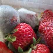moldy strawberries on a flat surface Moldy strawberries on a flat surface