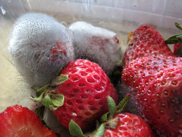 moldy strawberries on a flat surface | Mold-Help.org - The world's