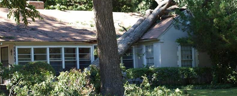 House with fallen tree from hurricane damage