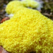 slime mold slime mold growing in a zoo