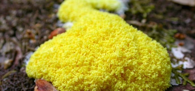 slime mold growing in a zoo