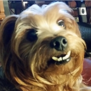 Elvis-cropped Dog on chair