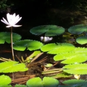 lilypad-cropped Lilypad with flower in nature