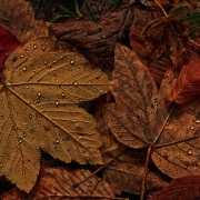 Maple leaves in the fall Wet fall leaves