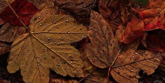 Wet fall leaves