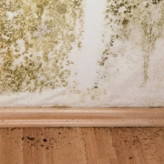 mold removal experts Black Mold on Wall and Floor