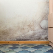 Moldy Bathroom Walls Black Mold on Bathroom Walls