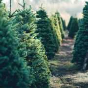Christmas trees_shutterstock_675538726 Undecorated Christmas trees for sale