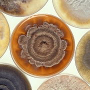 Mold growing in petri dishes Mold growing in petri dishes