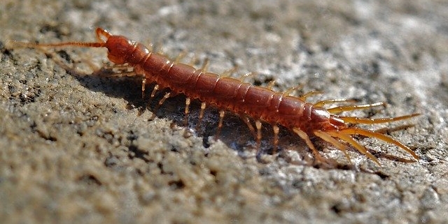centipede crawling on the ground