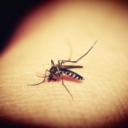 mosquitoe-1548975_640 Mosquito bites are dangerous